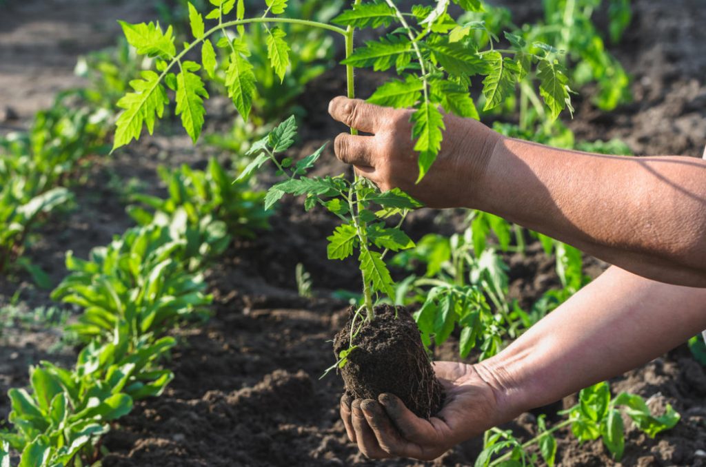 tomato seedlings