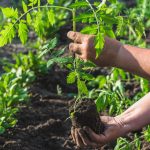 Tomato Seedlings: How To Prepare The Soil And Properly Plant Plants In a Permanent Place