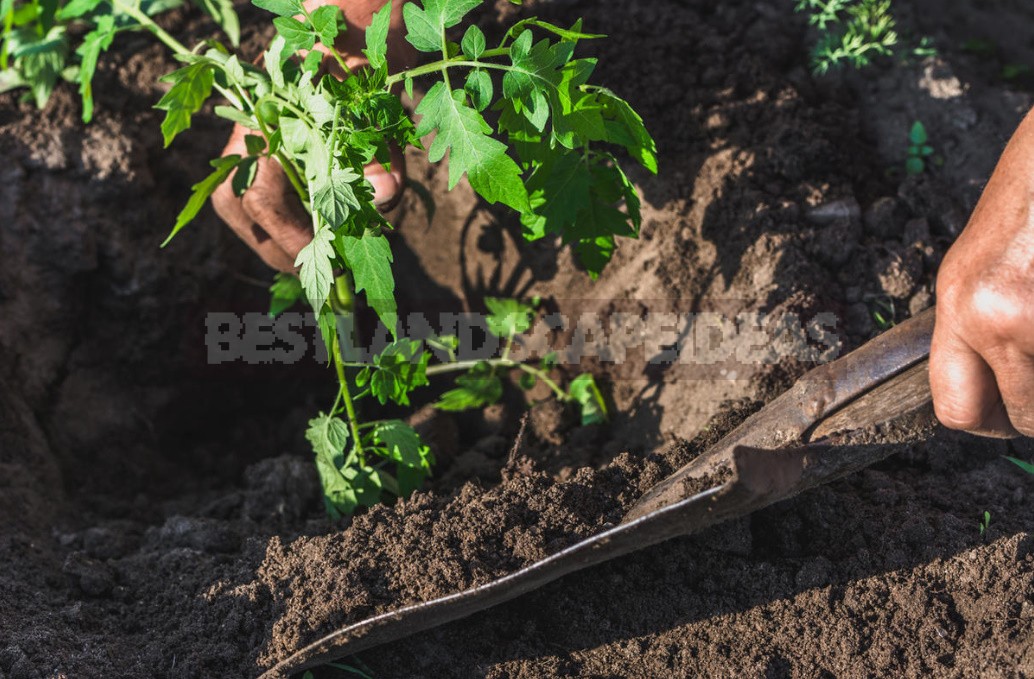 Tomato Seedlings: How To Prepare The Soil And Properly Plant Plants In a Permanent Place