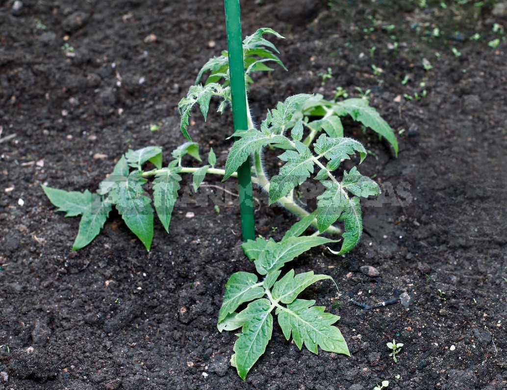Tomato Seedlings: How To Prepare The Soil And Properly Plant Plants In a Permanent Place