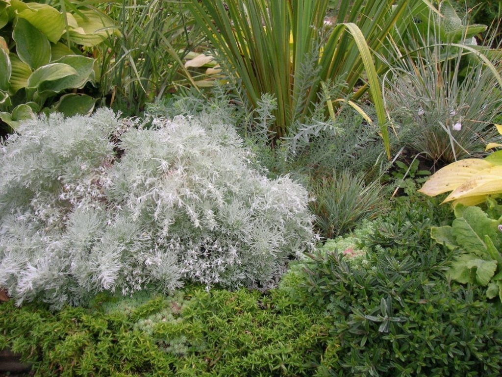 Types Of Wormwood And Their Decorative Features (Part 2)