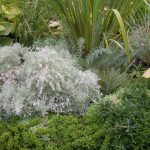 Types Of Wormwood And Their Decorative Features (Part 1)
