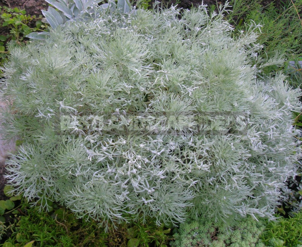 Types Of Wormwood And Their Decorative Features (Part 2)