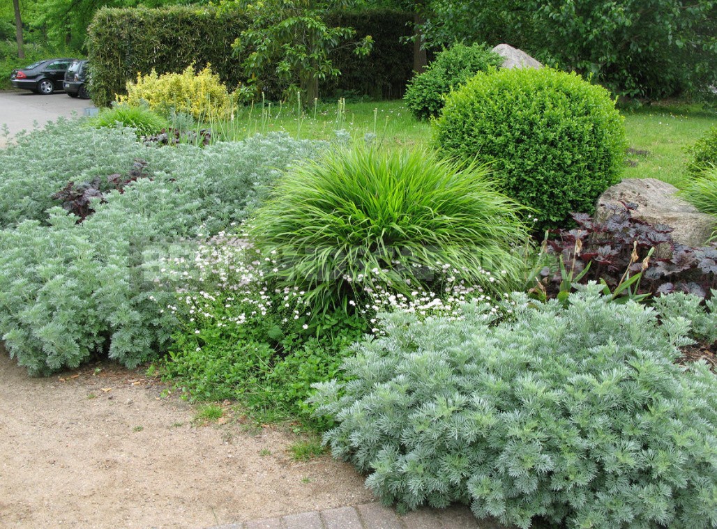 Types Of Wormwood And Their Decorative Features (Part 2)