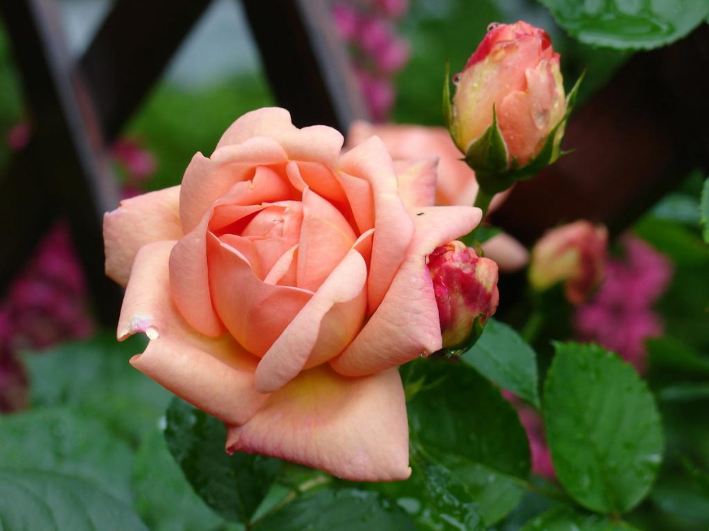 What Does Rose Want? Healthy Food For The Queen Of Flowers (Part 1)