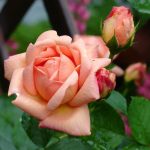 What Does Rose Want? Healthy Food For The Queen Of Flowers (Part 2)