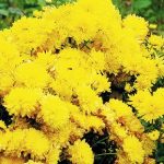 How To Plant And Care For Chrysanthemum
