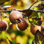 How To Plant And Care For Medlar