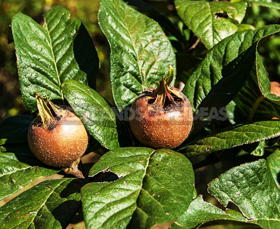 How To Plant And Care For Medlar