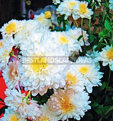 How To Plant And Care For Chrysanthemum