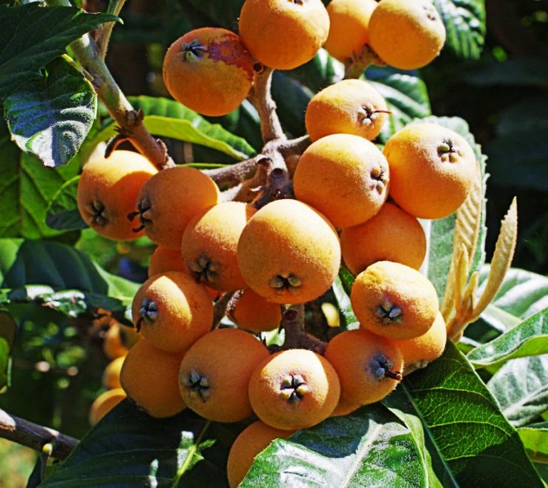 How To Plant And Care For Medlar - Best Landscape Ideas