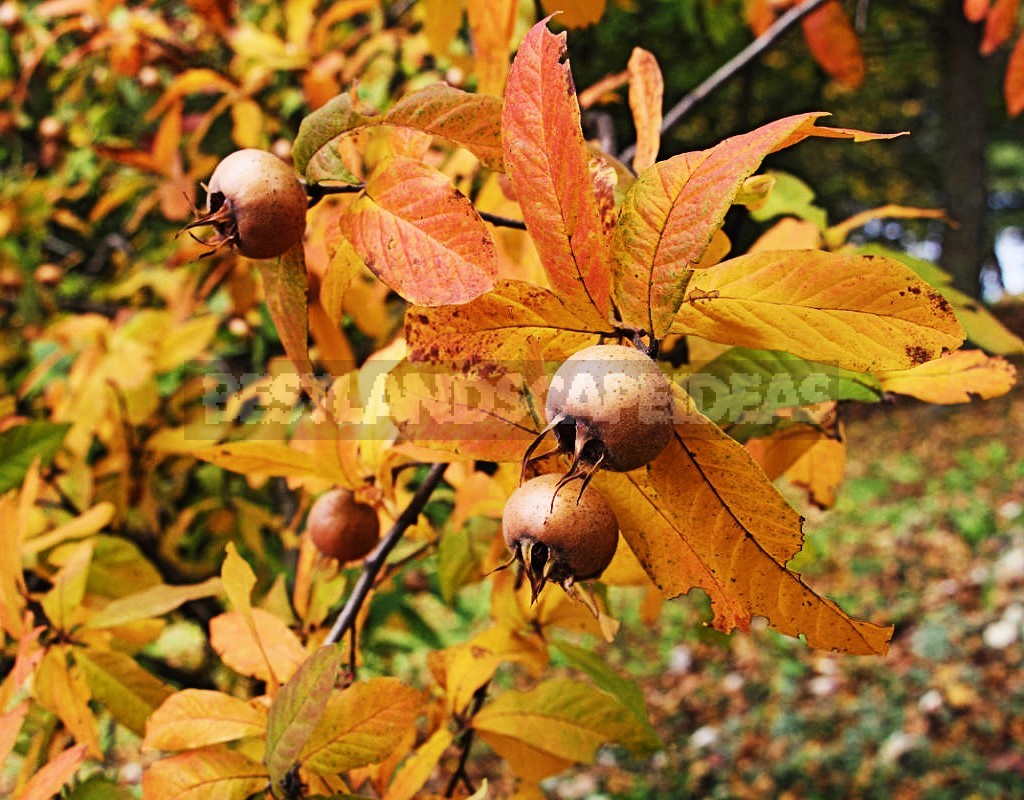 How To Plant And Care For Medlar