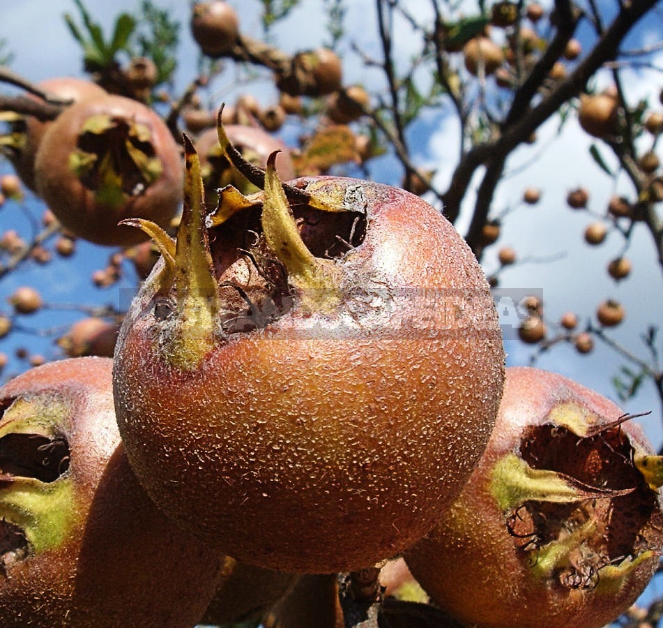 How To Plant And Care For Medlar