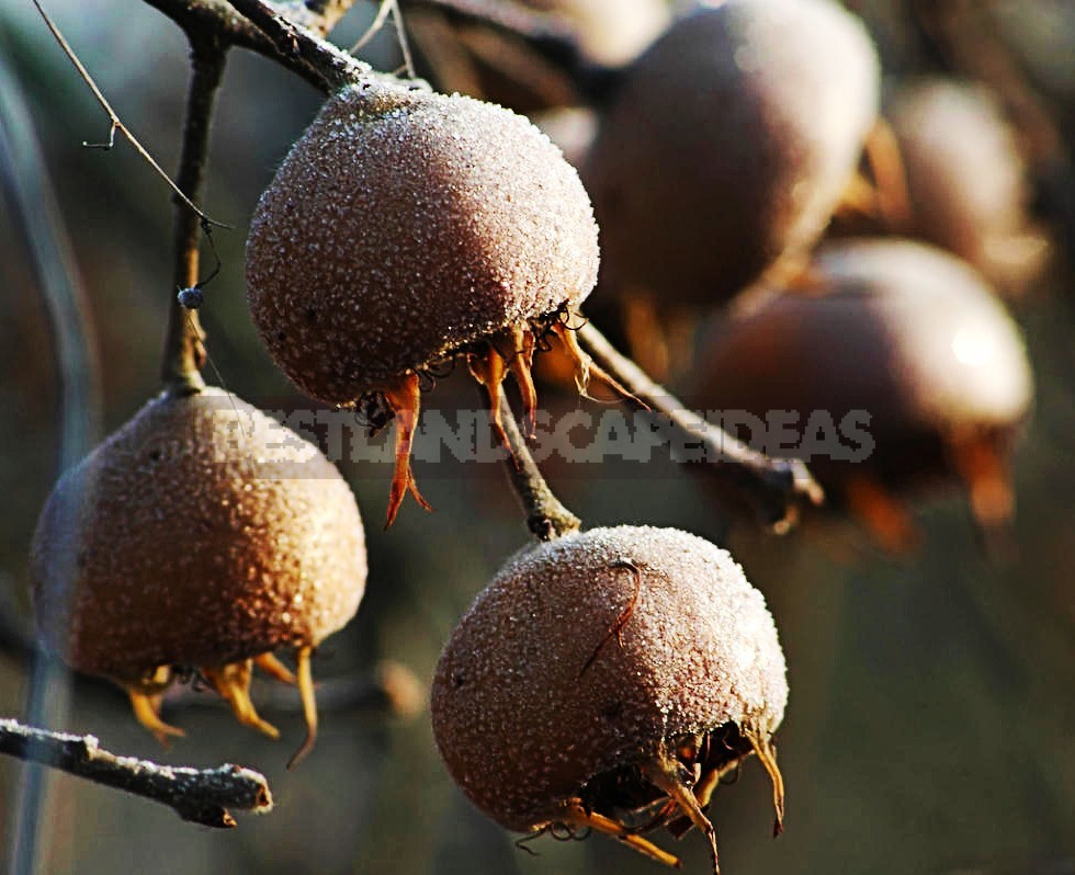 How To Plant And Care For Medlar