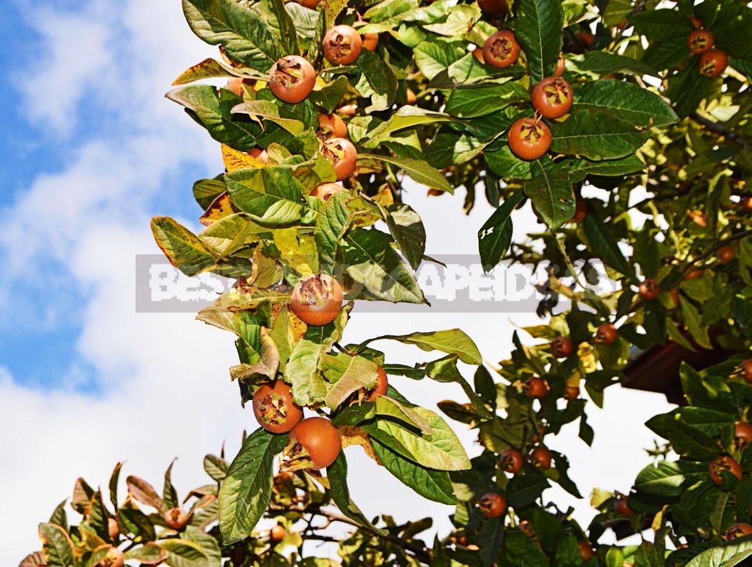 How To Plant And Care For Medlar