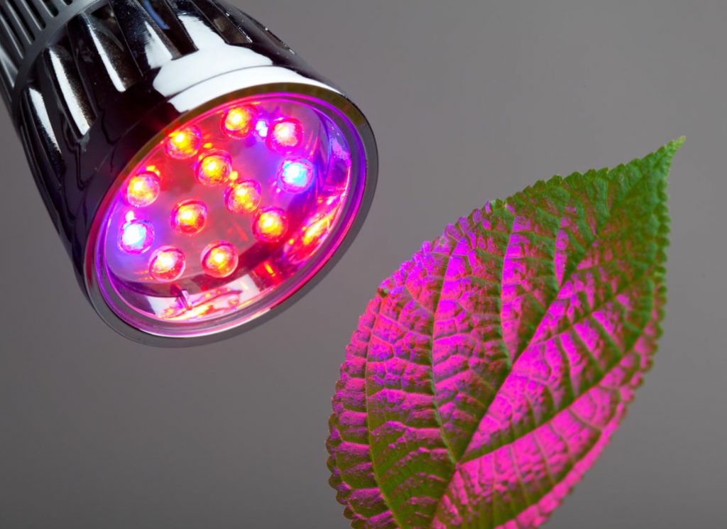 A Place In The Sun: 15 Ways To Organize Additional Lighting Of Seedlings (Part 1)
