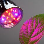 A Place In The Sun: 15 Ways To Organize Additional Lighting Of Seedlings (Part 2)
