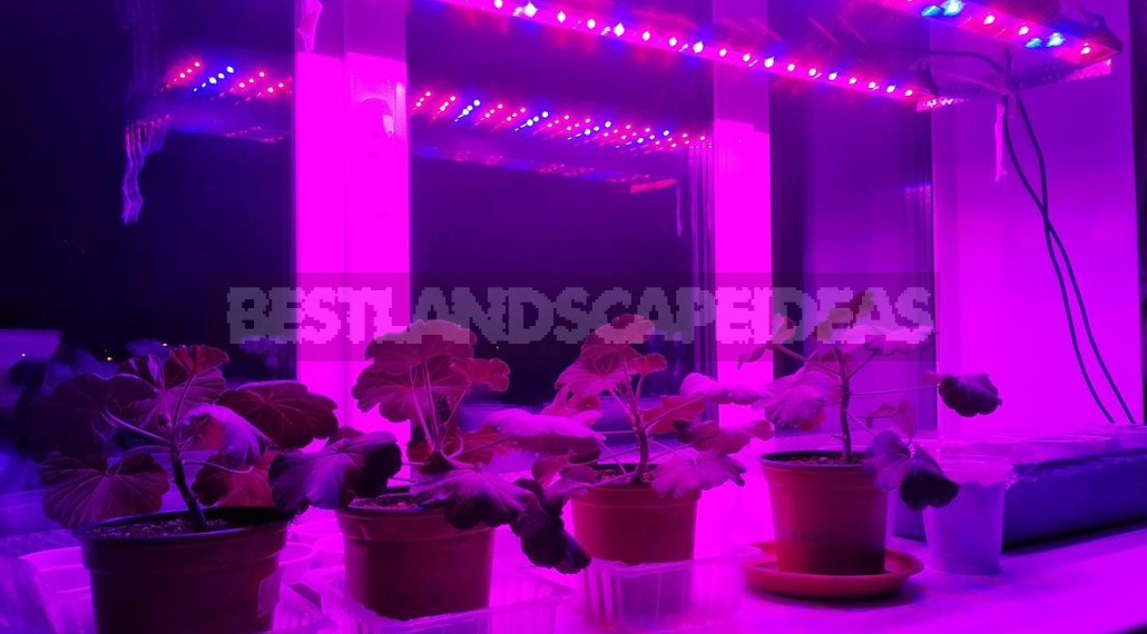 A Place In The Sun: 15 Ways To Organize Additional Lighting Of Seedlings (Part 2)