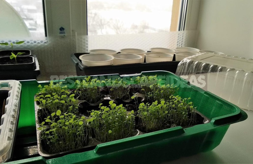 A Place In The Sun: 15 Ways To Organize Additional Lighting Of Seedlings (Part 1)