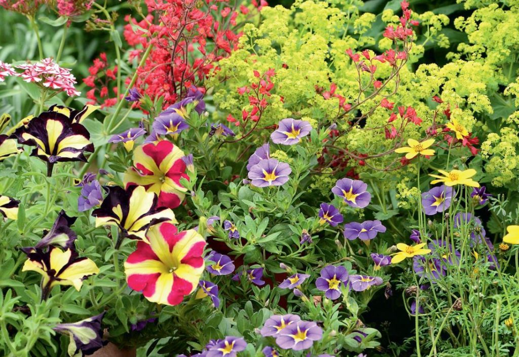 Annual Flowers In The Garden: Where And How To Plant