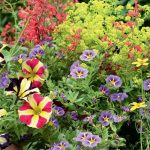 Annual Flowers In The Garden: Where And How To Plant