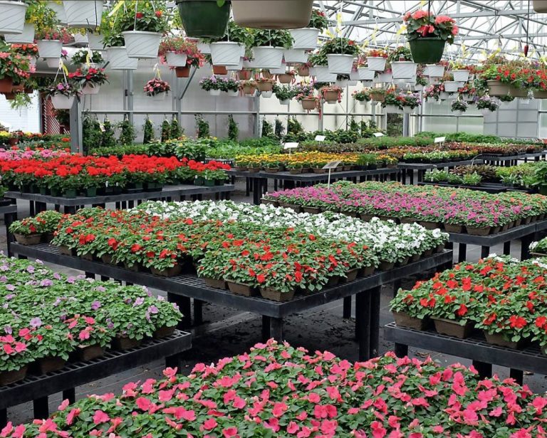 Annual Flowers In The Garden Where And How To Plant Best Landscape Ideas