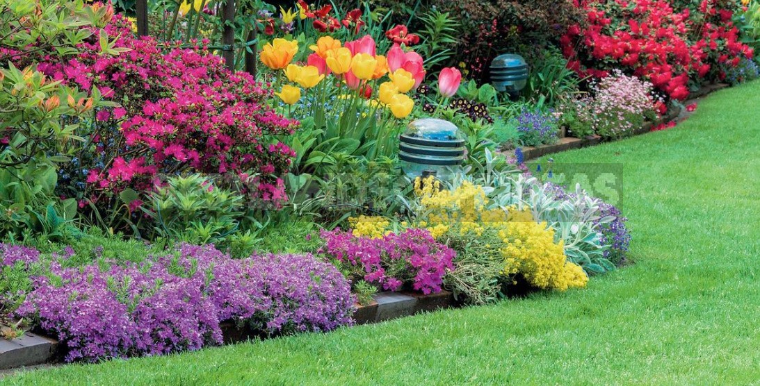 Annual Flowers In The Garden: Where And How To Plant - Best Landscape Ideas