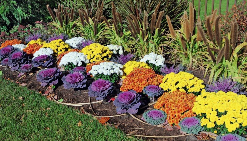 Annual Flowers In The Garden Where And How To Plant Best Landscape Ideas
