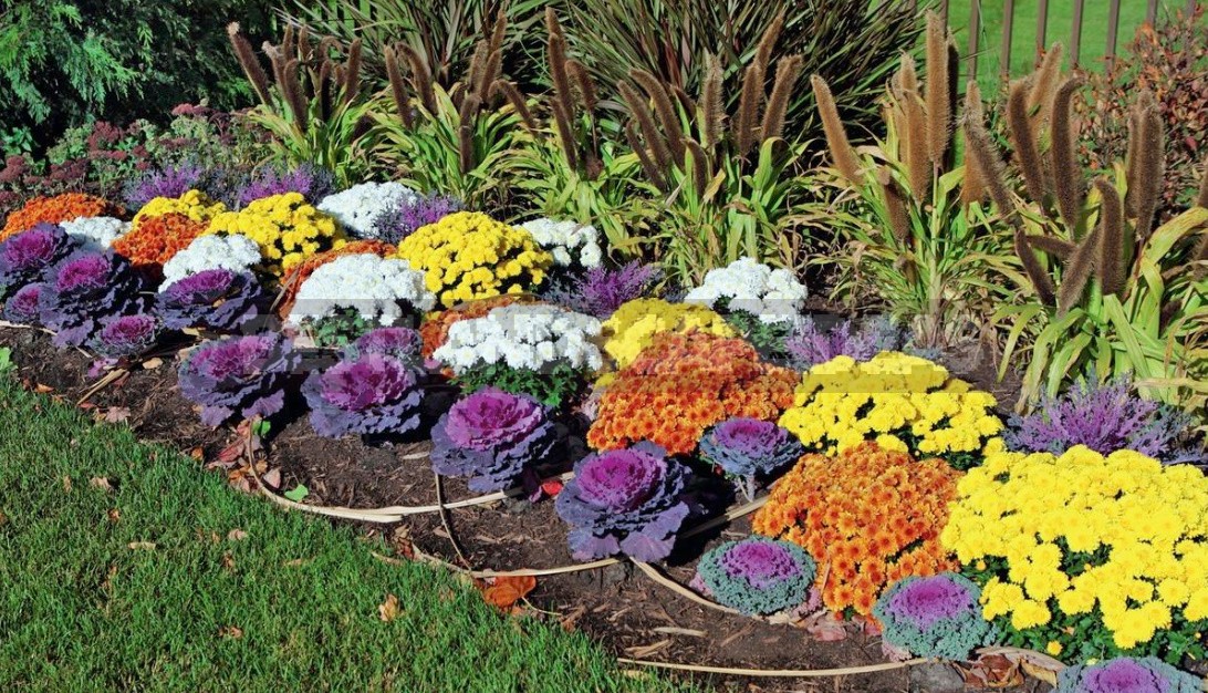 Annual Flowers In The Garden: Where And How To Plant