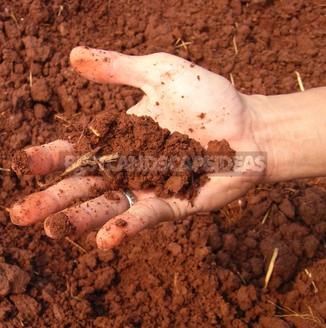 Bad Land Is Not a Hindrance. How To Get a High Yield On Different Types Of Soil