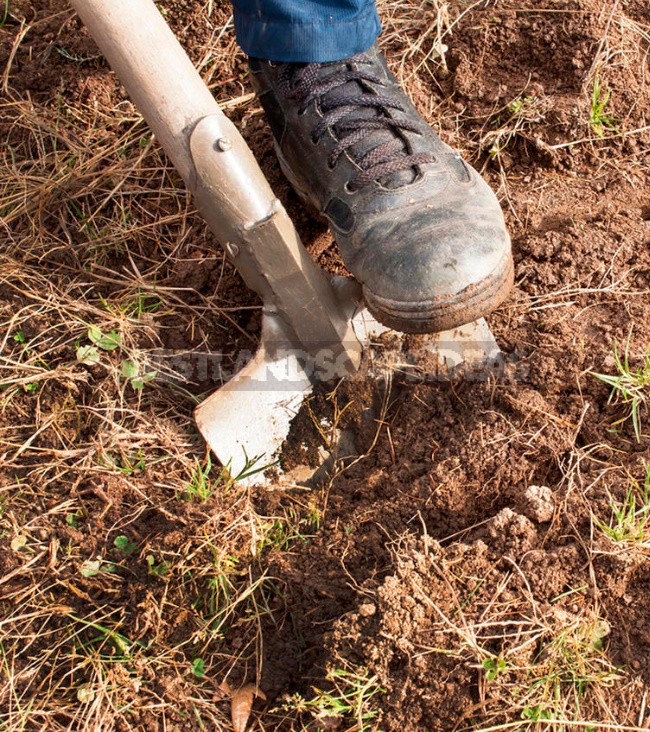 Bad Land Is Not a Hindrance. How To Get a High Yield On Different Types Of Soil