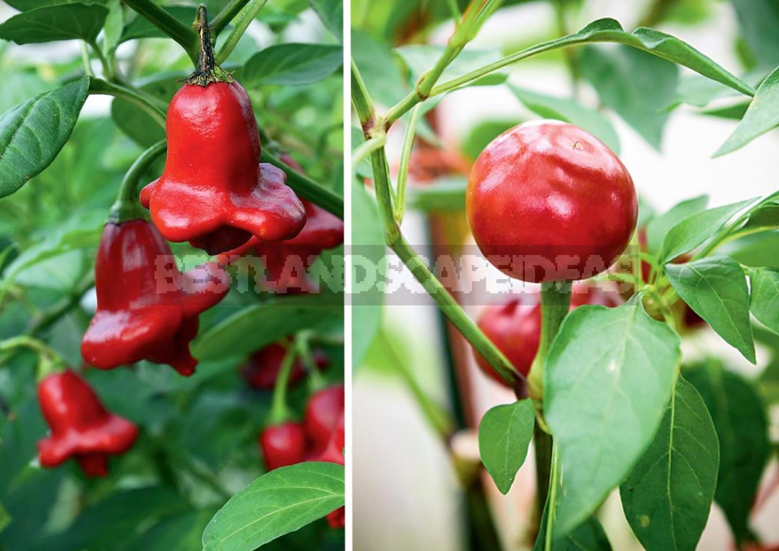 Burning Beauty: Varieties Of Hot Pepper That Feel Great In The Middle Lane