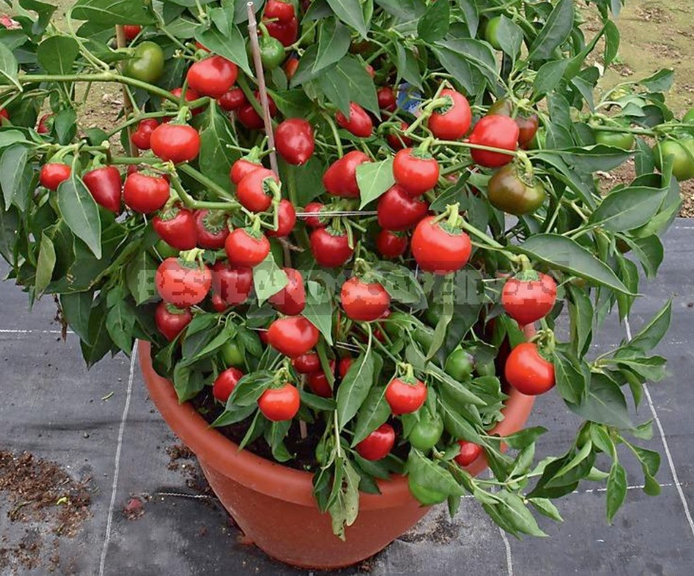 Burning Beauty: Varieties Of Hot Pepper That Feel Great In The Middle Lane