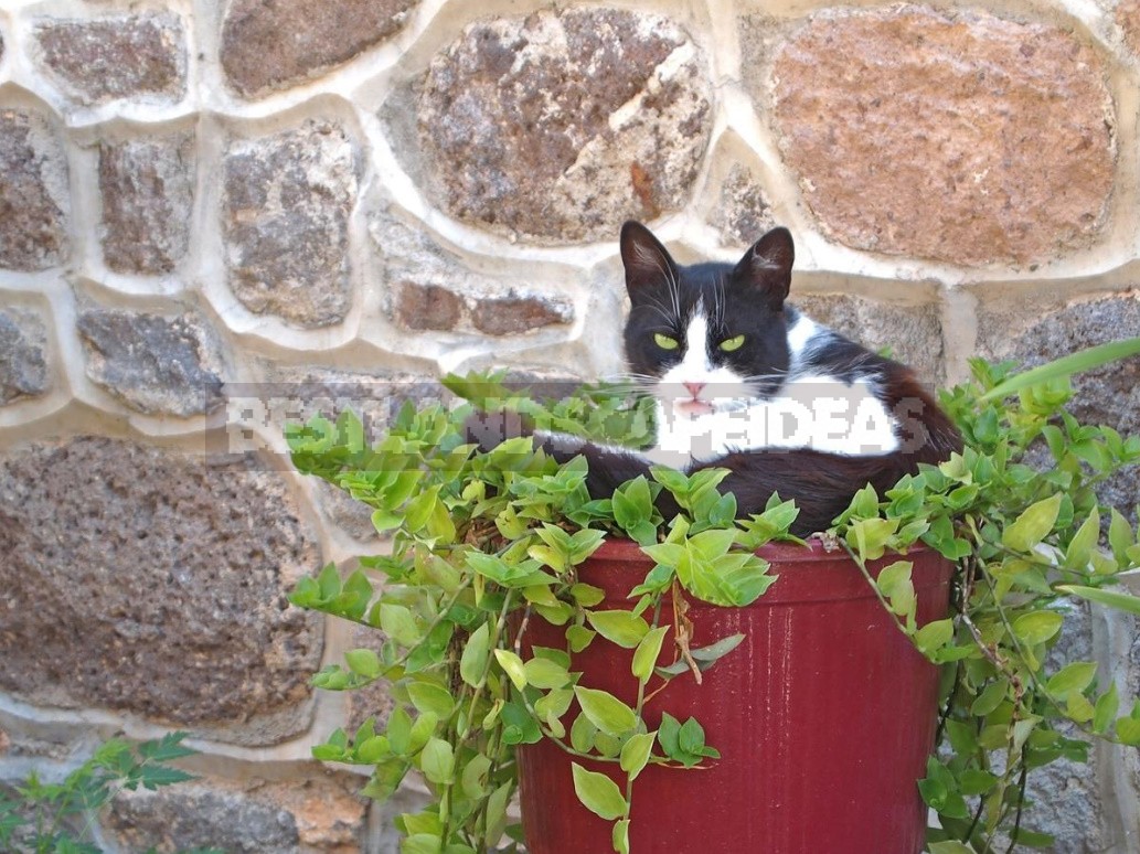 Cat In Landscape Design, Or If You Have a Garden And a Cat...