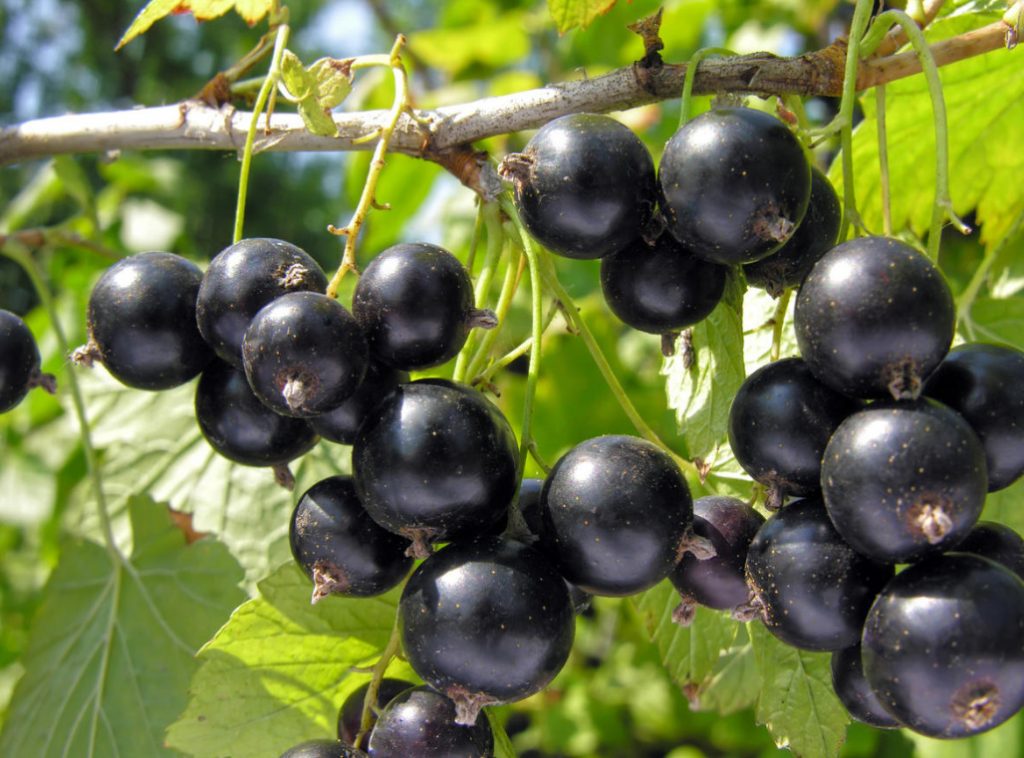 Cecidophyopsis Ribis On Currant: How To Deal With It
