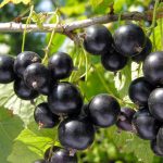 Cecidophyopsis Ribis On Currant: How To Deal With It
