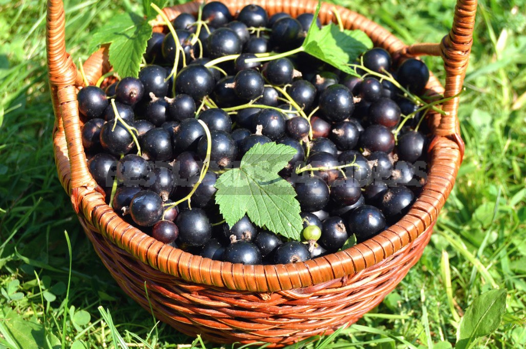 Cecidophyopsis Ribis On Currant: How To Deal With It