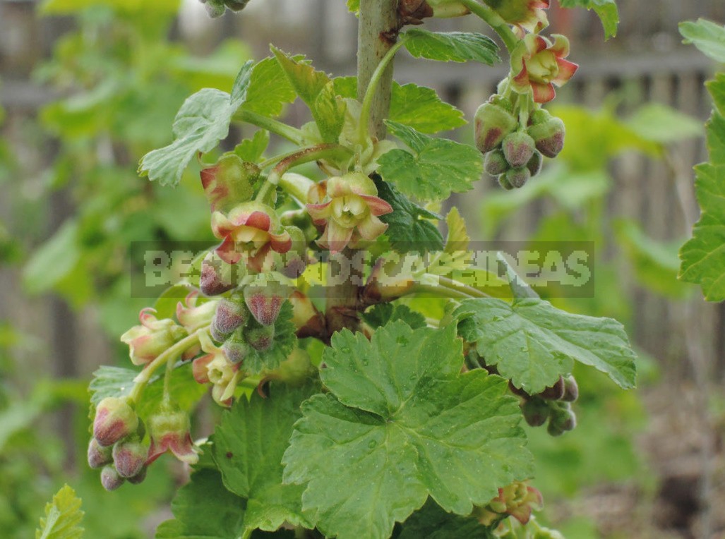 Cecidophyopsis Ribis On Currant: How To Deal With It