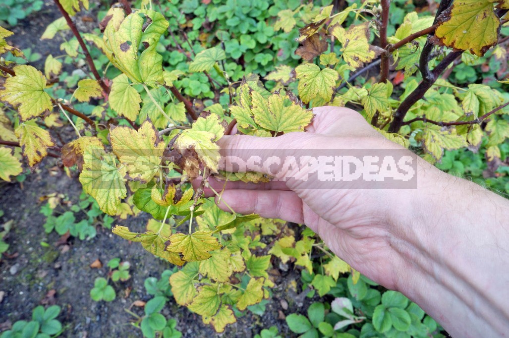 Cecidophyopsis Ribis On Currant: How To Deal With It