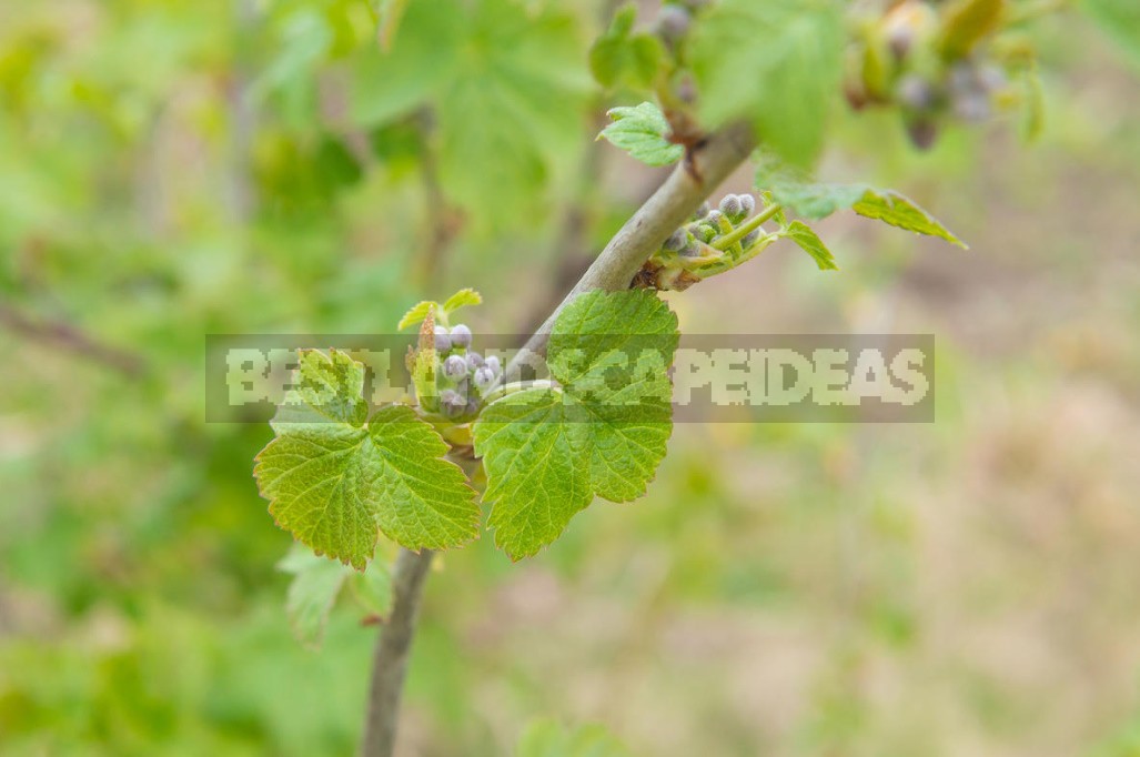 Cecidophyopsis Ribis On Currant: How To Deal With It