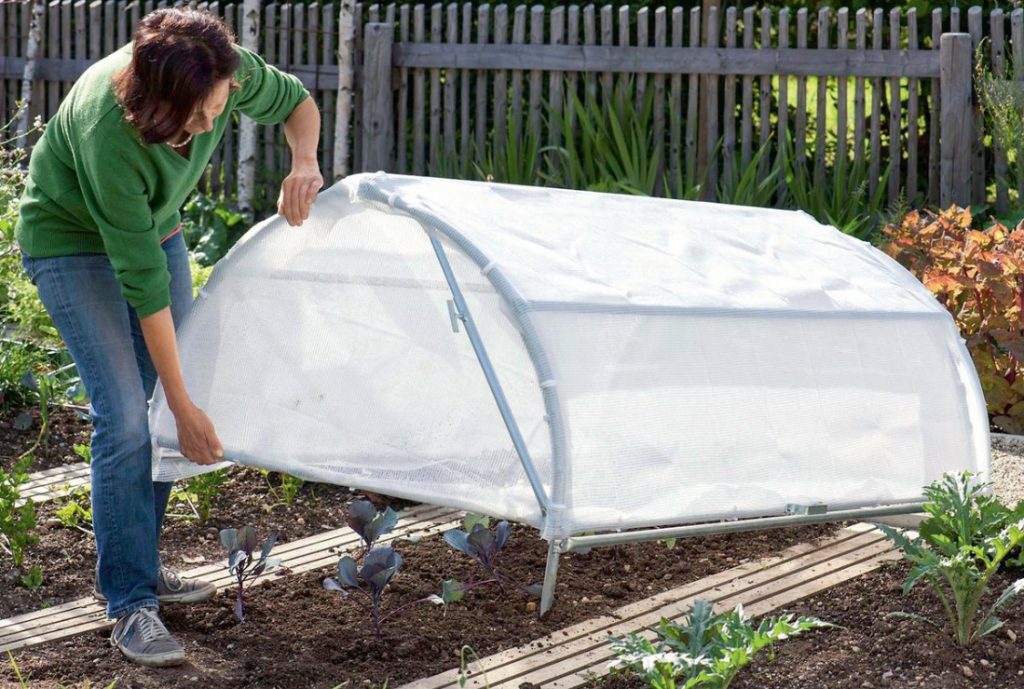Early Start: Choosing a Material For a Greenhouse