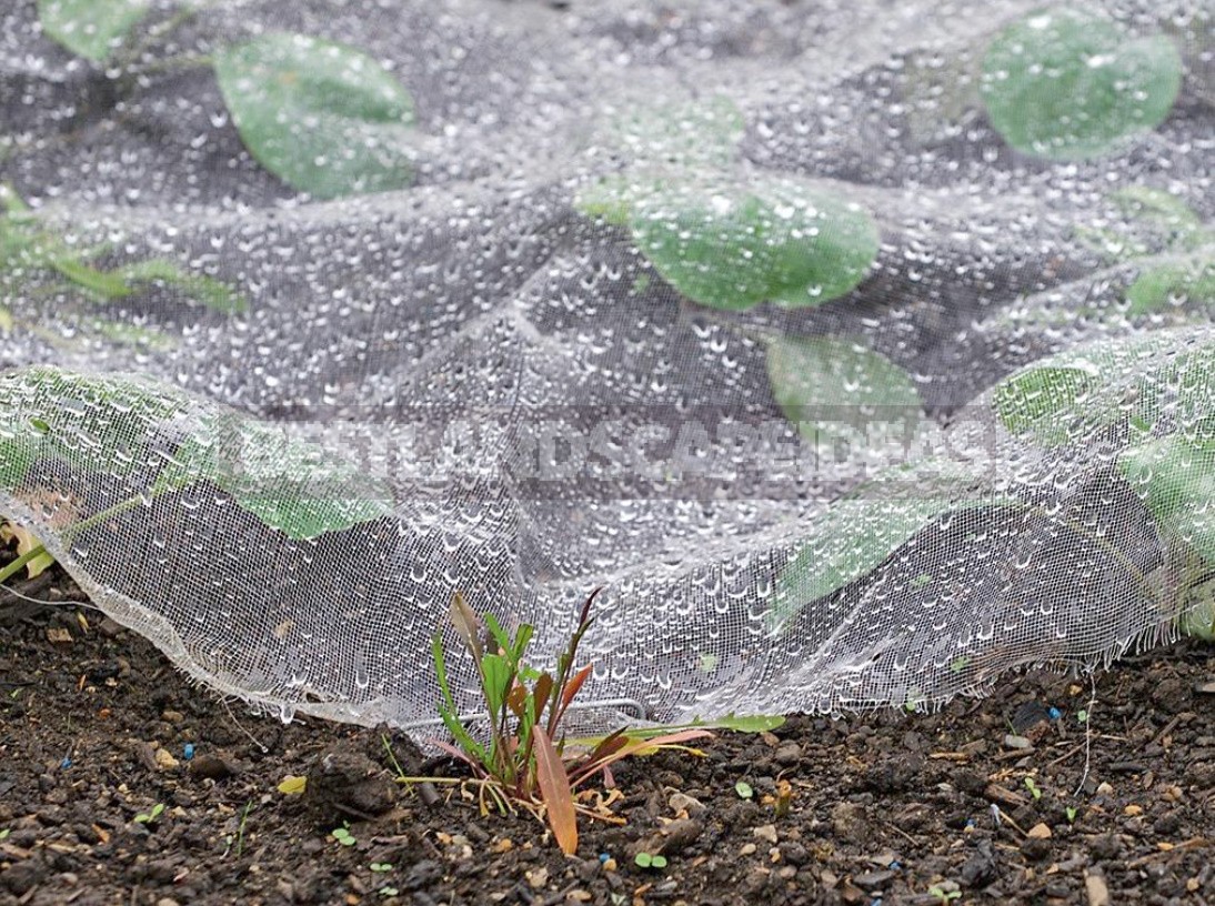 Early Start: Choosing a Material For a Greenhouse