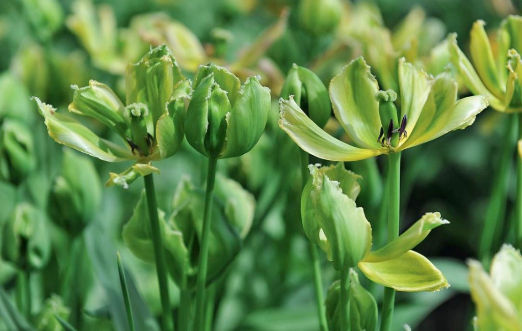 Green “Ten”: The Most Beautiful Plants With Green Flowers