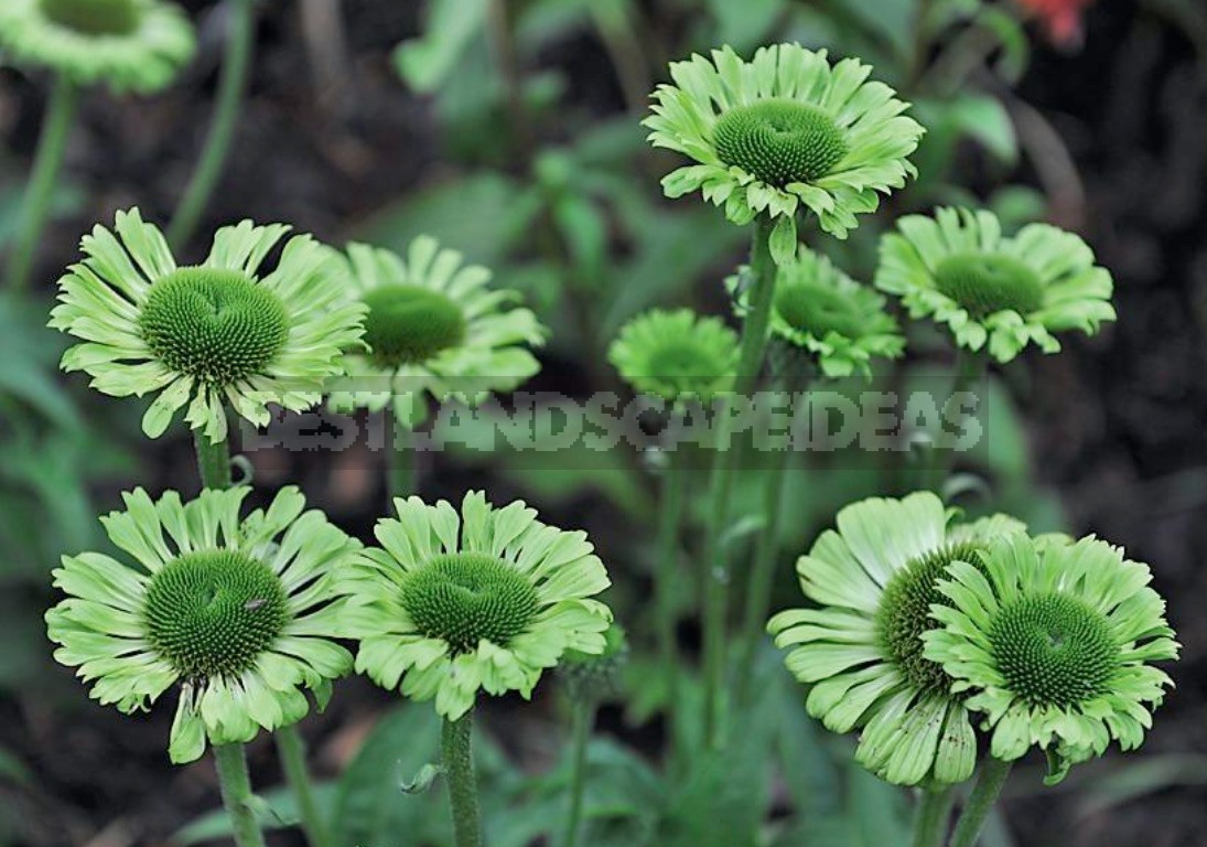 Green "Ten": The Most Beautiful Plants With Green Flowers