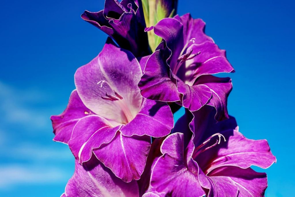 Growing Gladioli: Useful Tips From An Experienced Florist