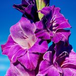 Growing Gladioli: Useful Tips From An Experienced Florist