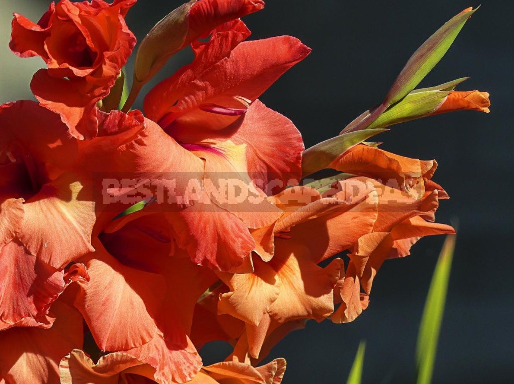 Growing Gladioli: Useful Tips From An Experienced Florist