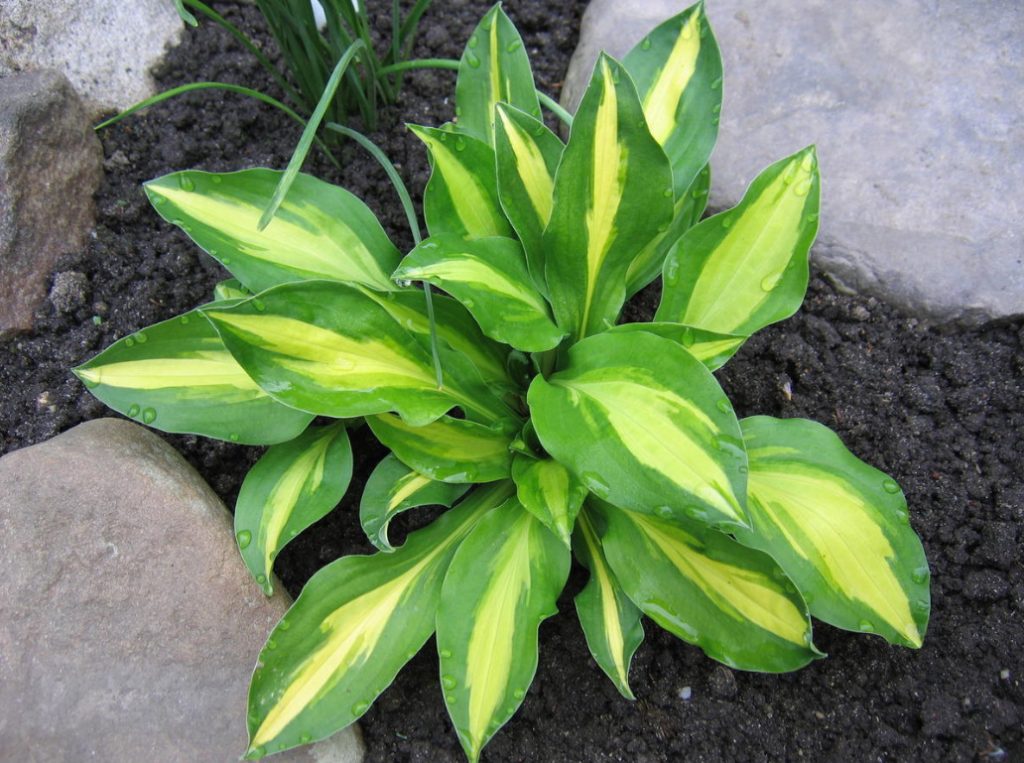 Hosta And Its Secrets: Breeding Nuances