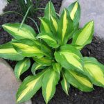 Hosta And Its Secrets: Breeding Nuances