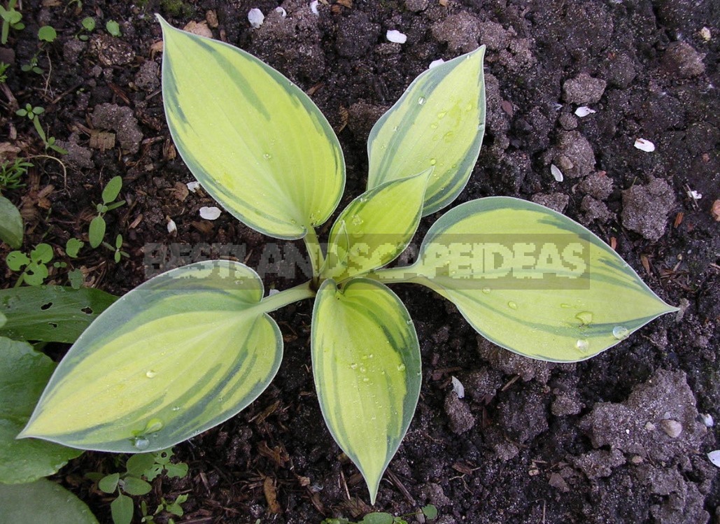 Hosta And Its Secrets: Breeding Nuances